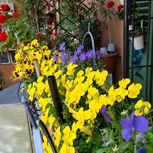Casa Il Gelsomino Appartamento